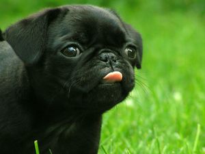 Preview wallpaper puppy, muzzle, tongue, grass