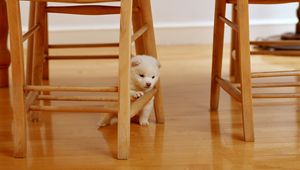 Preview wallpaper puppy, paws, parquet