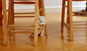 Preview wallpaper puppy, paws, parquet