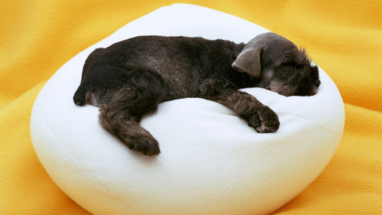 Wallpaper puppy, pillow, lie