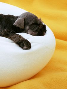 Preview wallpaper puppy, pillow, lie