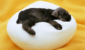 Preview wallpaper puppy, pillow, lie