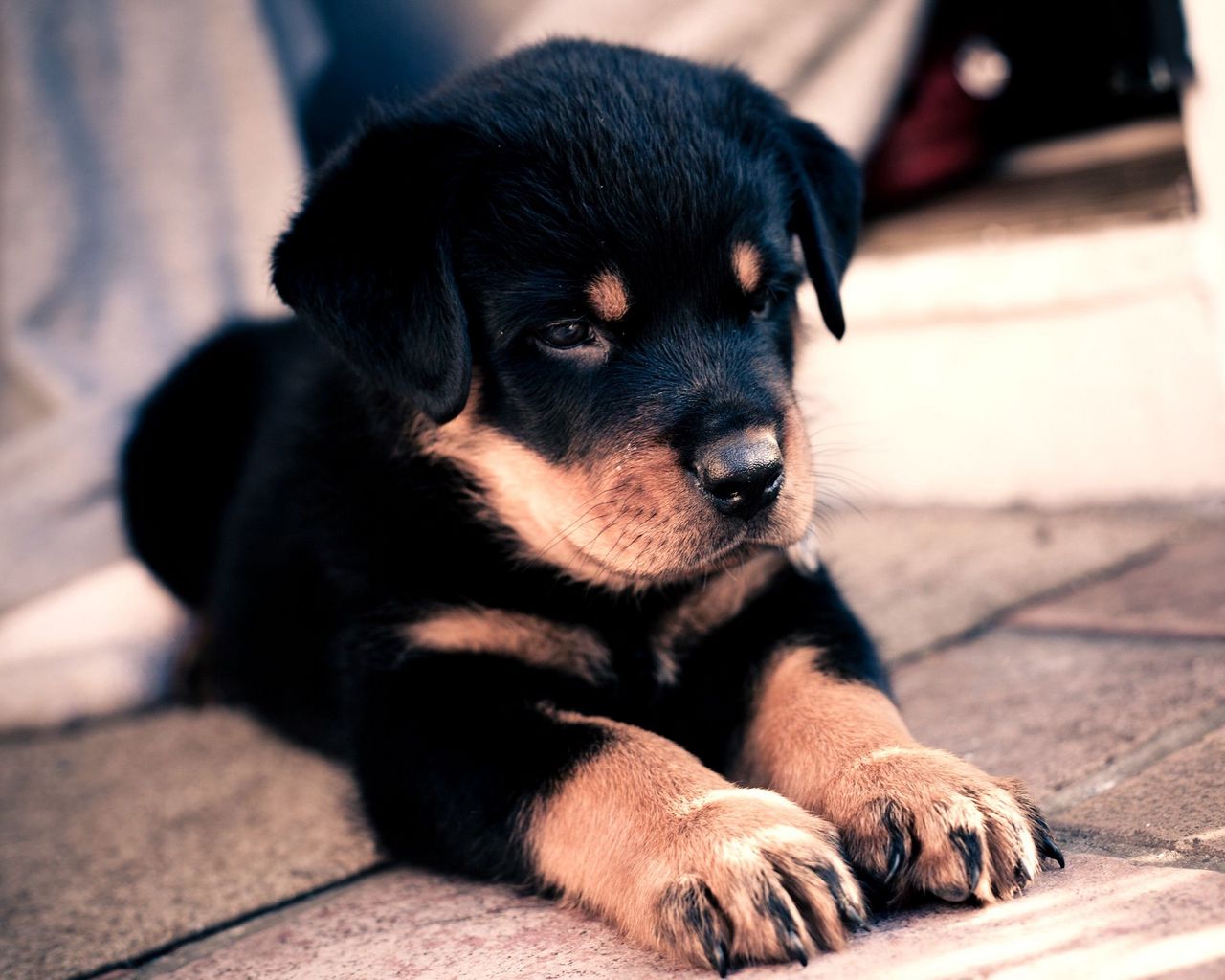 Những chú chó Rottweiler chắc chắn là một trong những giống chó yêu thích của rất nhiều người. Hình ảnh một chú chó nhỏ đáng yêu sẽ khiến bạn phải đốn tim và muốn có ngay một chú cún Rottweiler để làm bạn đời. Hãy tới xem hình ảnh này để cảm nhận sự đáng yêu của loài chó nho nhỏ này.
