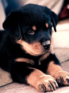 Puppy old mobile cell phone smartphone wallpapers hd desktop backgrounds  240x320 downloads images and pictures