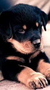 Preview wallpaper puppy, rottweiler, cute, baby