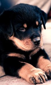 Preview wallpaper puppy, rottweiler, cute, baby