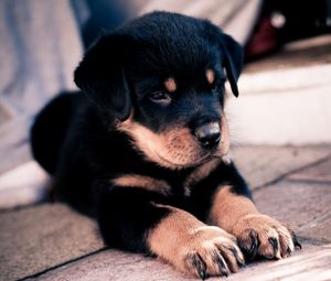 Preview wallpaper puppy, rottweiler, dog, paws, muzzle