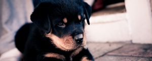 Preview wallpaper puppy, rottweiler, dog, paws, muzzle