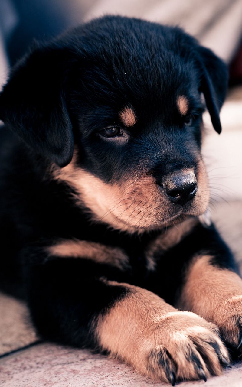 Nếu bạn đang tìm kiếm một hình nền cho thiết bị của mình, thì hãy làm mới màn hình của bạn với một bức ảnh siêu dễ thương của một chú chó Rottweiler cực kì đáng yêu. Với bộ lông đen nhánh, chú chó sẽ là một nguồn cảm hứng tuyệt vời cho mọi người.