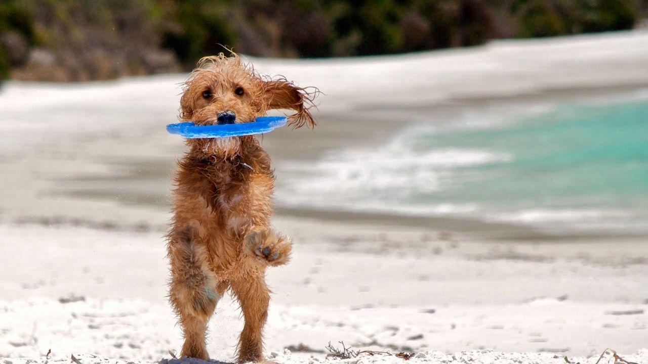Wallpaper puppy, run, sand, playful