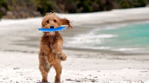 Preview wallpaper puppy, run, sand, playful