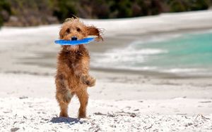 Preview wallpaper puppy, run, sand, playful