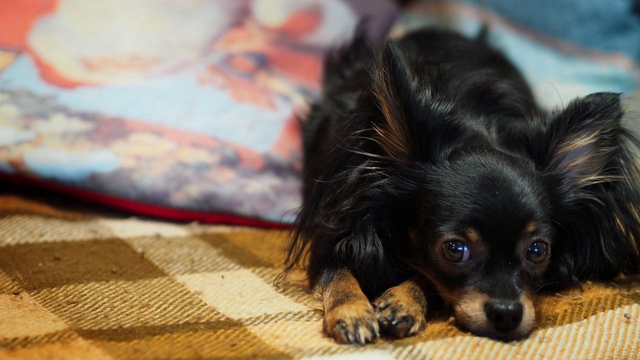 Wallpaper puppy, sad, dog, lying