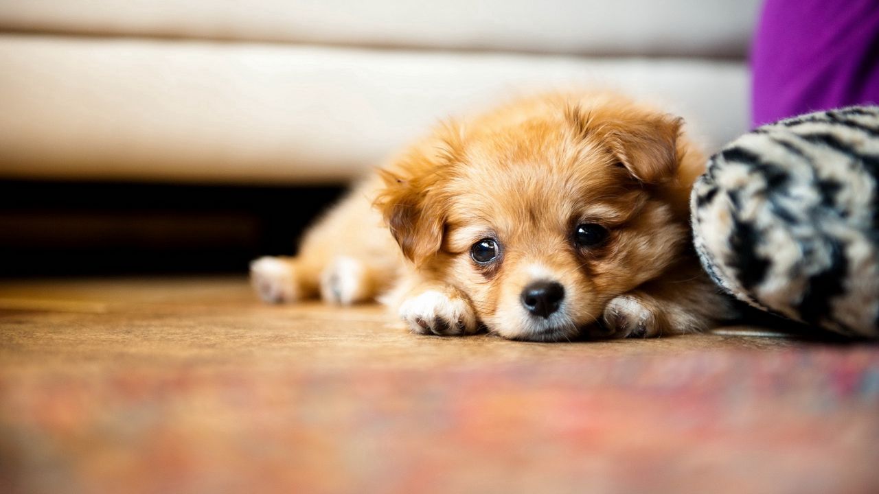Wallpaper puppy, sad, down, baby