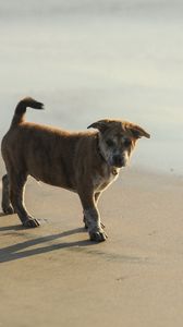 Preview wallpaper puppy, sand, footprints, light