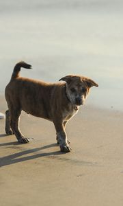 Preview wallpaper puppy, sand, footprints, light