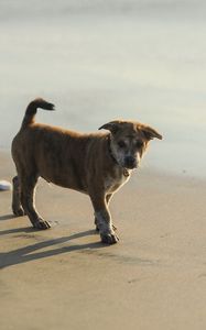 Preview wallpaper puppy, sand, footprints, light