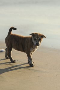 Preview wallpaper puppy, sand, footprints, light