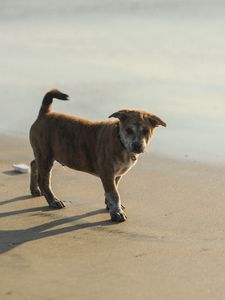 Preview wallpaper puppy, sand, footprints, light