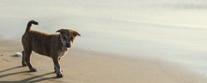 Preview wallpaper puppy, sand, footprints, light