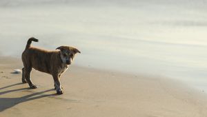 Preview wallpaper puppy, sand, footprints, light