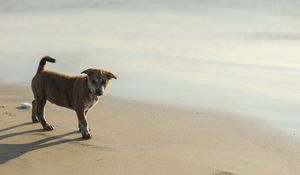 Preview wallpaper puppy, sand, footprints, light