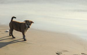 Preview wallpaper puppy, sand, footprints, light