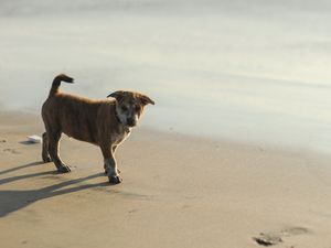 Preview wallpaper puppy, sand, footprints, light