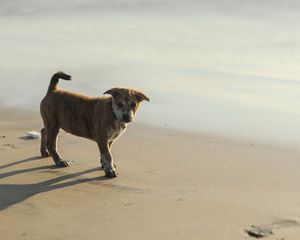 Preview wallpaper puppy, sand, footprints, light