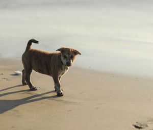 Preview wallpaper puppy, sand, footprints, light