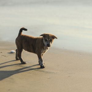 Preview wallpaper puppy, sand, footprints, light