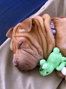 Preview wallpaper puppy, shar pei, sleep, toy, lie