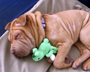 Preview wallpaper puppy, shar pei, sleep, toy, lie