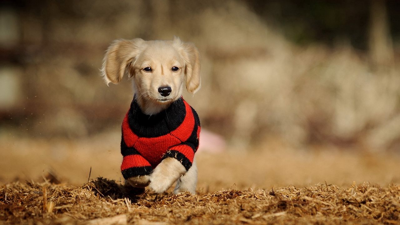 Wallpaper puppy, shirt, clothes, running
