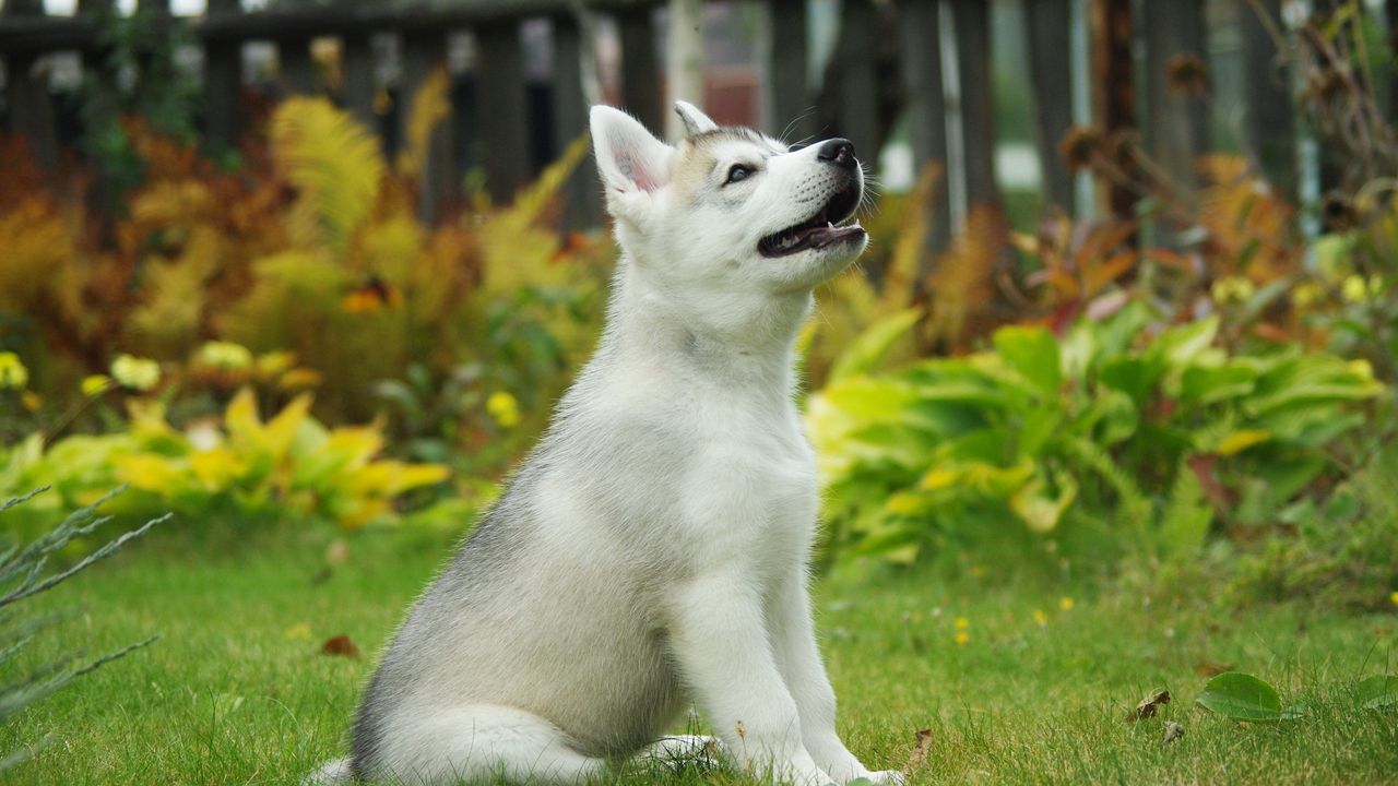 Wallpaper puppy, siberian husky, dog, background