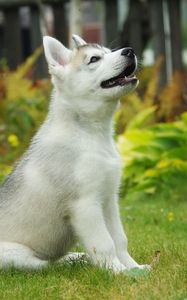 Preview wallpaper puppy, siberian husky, dog, background