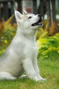Preview wallpaper puppy, siberian husky, dog, background