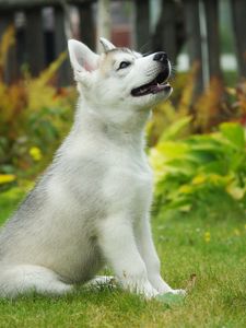 Preview wallpaper puppy, siberian husky, dog, background