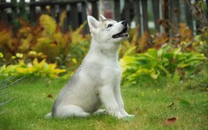 Preview wallpaper puppy, siberian husky, dog, background