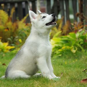 Preview wallpaper puppy, siberian husky, dog, background