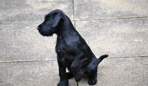 Preview wallpaper puppy, sit, dark, legs