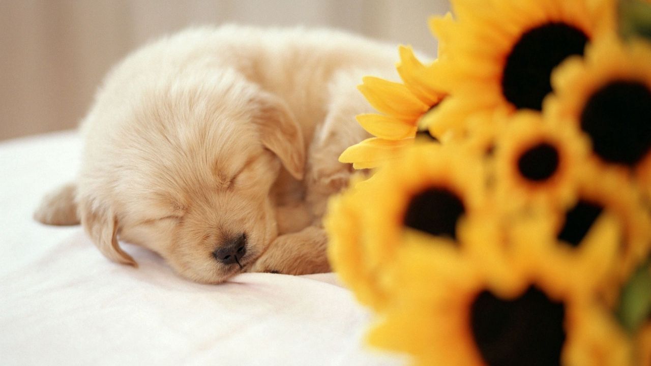 Wallpaper puppy, sleeping, sweet, flowers, bouquet