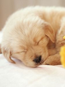 Preview wallpaper puppy, sleeping, sweet, flowers, bouquet