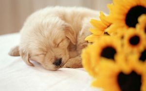 Preview wallpaper puppy, sleeping, sweet, flowers, bouquet