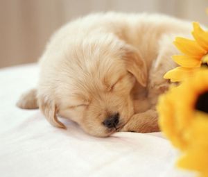 Preview wallpaper puppy, sleeping, sweet, flowers, bouquet