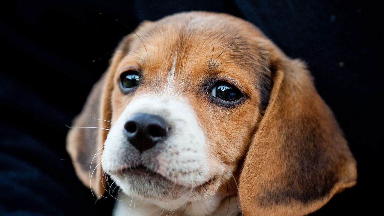 Wallpaper puppy, snout, ears, cute