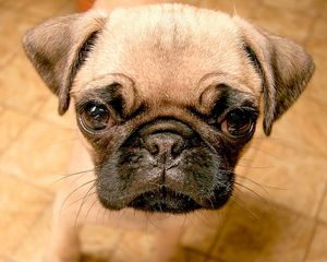 Preview wallpaper puppy, snout, eyes, mottled