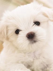 Preview wallpaper puppy, snout, eyes, little, white