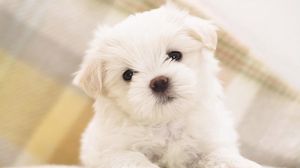 Preview wallpaper puppy, snout, eyes, little, white