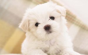 Preview wallpaper puppy, snout, eyes, little, white